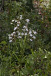 Manyflower beardtongue